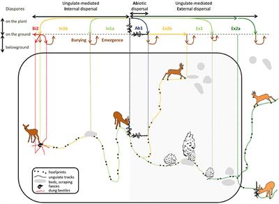 Plants on the Move: Hitch-Hiking With Ungulates Distributes Diaspores Across Landscapes